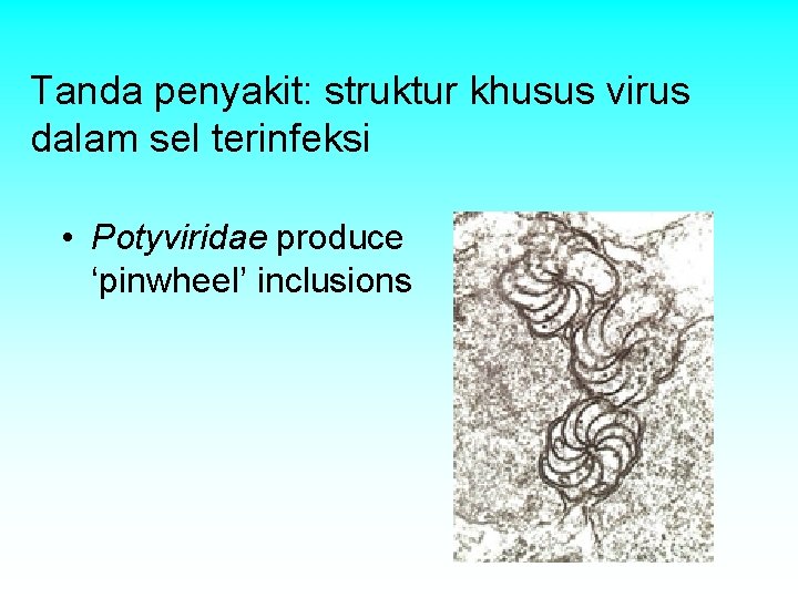 Tanda penyakit: struktur khusus virus dalam sel terinfeksi • Potyviridae produce ‘pinwheel’ inclusions Tanda penyakit: struktur khusus virus dalam sel terinfeksi • Potyviridae produce ‘pinwheel’ inclusions