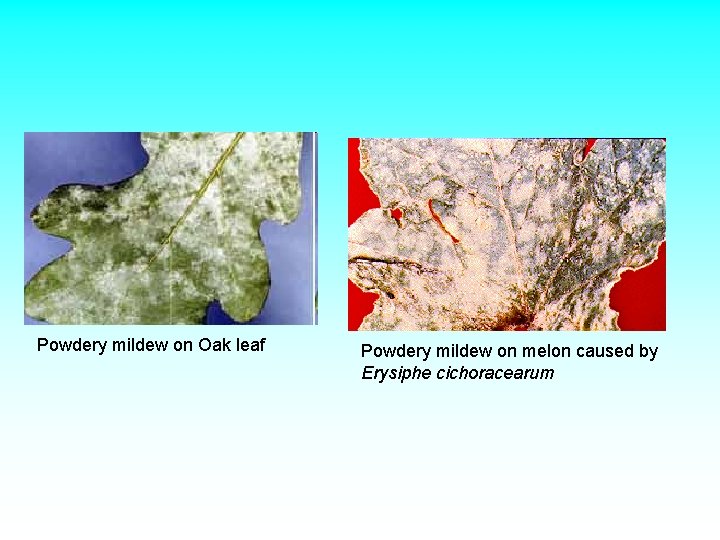 Powdery mildew on Oak leaf Powdery mildew on melon caused by Erysiphe cichoracearum Powdery mildew on Oak leaf Powdery mildew on melon caused by Erysiphe cichoracearum