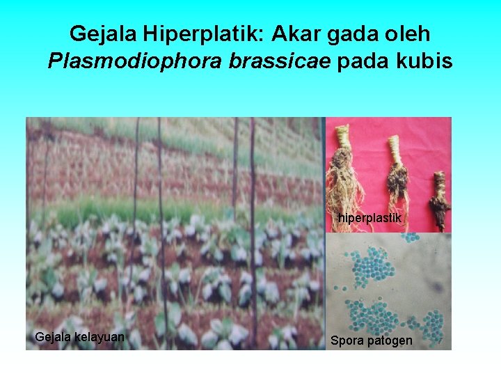 Gejala Hiperplatik: Akar gada oleh Plasmodiophora brassicae pada kubis hiperplastik Gejala kelayuan Spora patogen Gejala Hiperplatik: Akar gada oleh Plasmodiophora brassicae pada kubis hiperplastik Gejala kelayuan Spora patogen