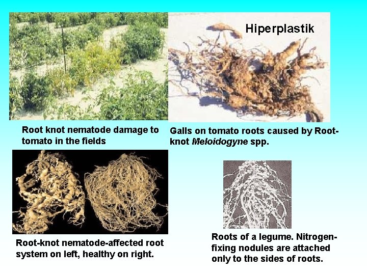 Hiperplastik Root knot nematode damage to tomato in the fields Root-knot nematode-affected root system Hiperplastik Root knot nematode damage to tomato in the fields Root-knot nematode-affected root system