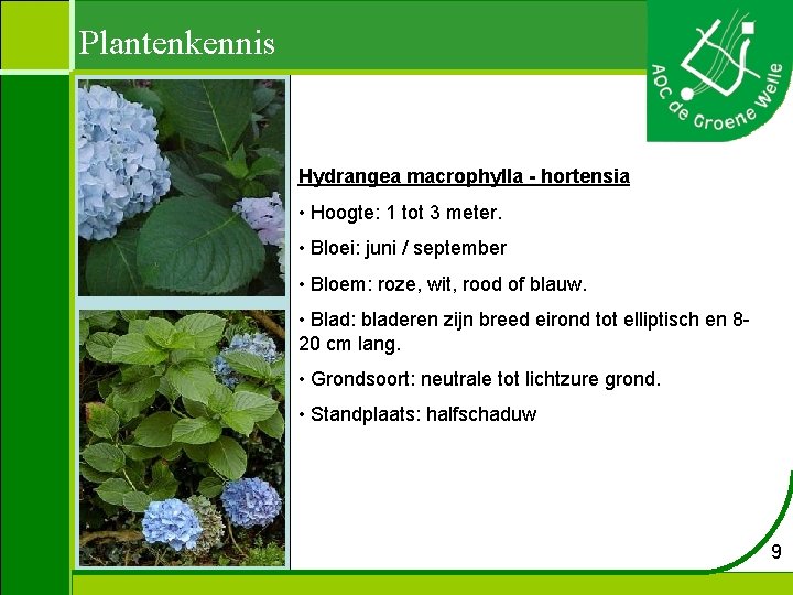 Plantenkennis Hydrangea macrophylla - hortensia • Hoogte: 1 tot 3 meter. • Bloei: juni