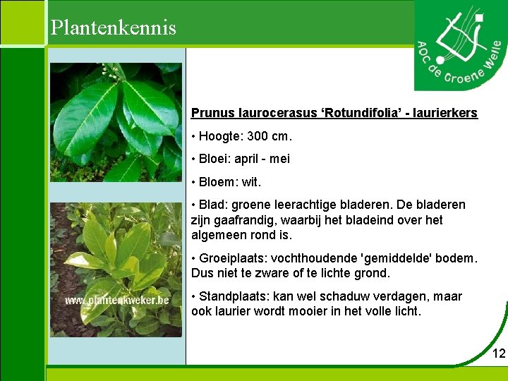 Plantenkennis Prunus laurocerasus ‘Rotundifolia’ - laurierkers • Hoogte: 300 cm. • Bloei: april -