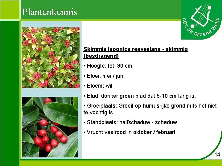 Plantenkennis Skimmia japonica reevesiana - skimmia (besdragend) • Hoogte: tot 80 cm • Bloei: