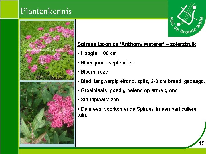 Plantenkennis Spiraea japonica ‘Anthony Waterer’ – spierstruik • Hoogte: 100 cm • Bloei: juni