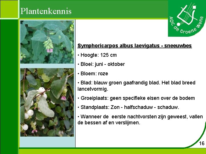 Plantenkennis Symphoricarpos albus laevigatus - sneeuwbes • Hoogte: 125 cm • Bloei: juni -