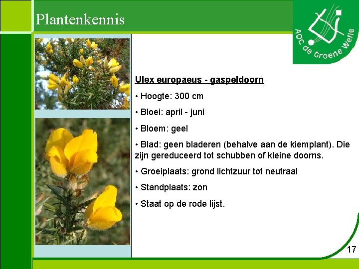 Plantenkennis Ulex europaeus - gaspeldoorn • Hoogte: 300 cm • Bloei: april - juni