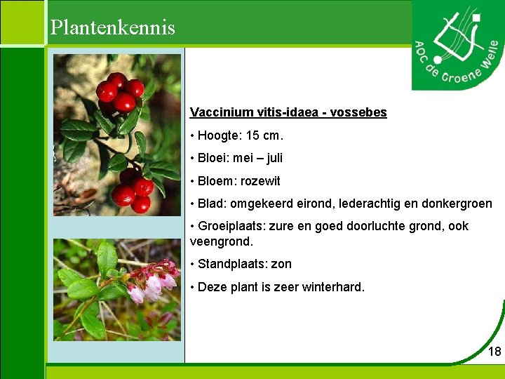 Plantenkennis Vaccinium vitis-idaea - vossebes • Hoogte: 15 cm. • Bloei: mei – juli