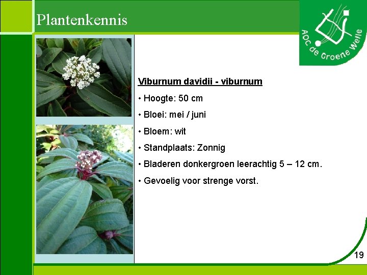 Plantenkennis Viburnum davidii - viburnum • Hoogte: 50 cm • Bloei: mei / juni