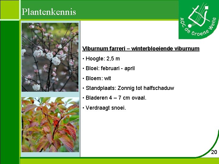 Plantenkennis Viburnum farreri – winterbloeiende viburnum • Hoogte: 2, 5 m • Bloei: februari
