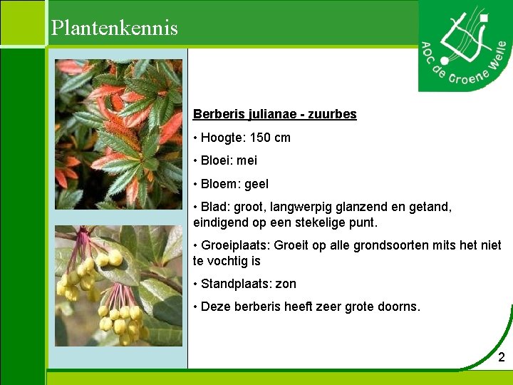 Plantenkennis Berberis julianae - zuurbes • Hoogte: 150 cm • Bloei: mei • Bloem: