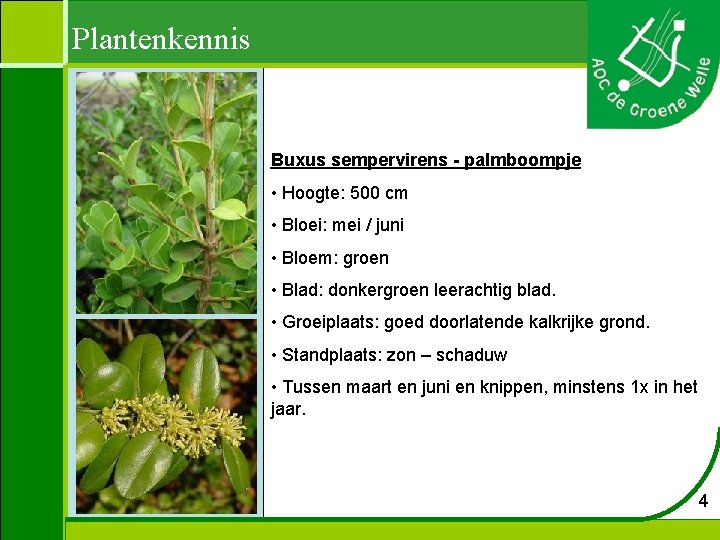 Plantenkennis Buxus sempervirens - palmboompje • Hoogte: 500 cm • Bloei: mei / juni