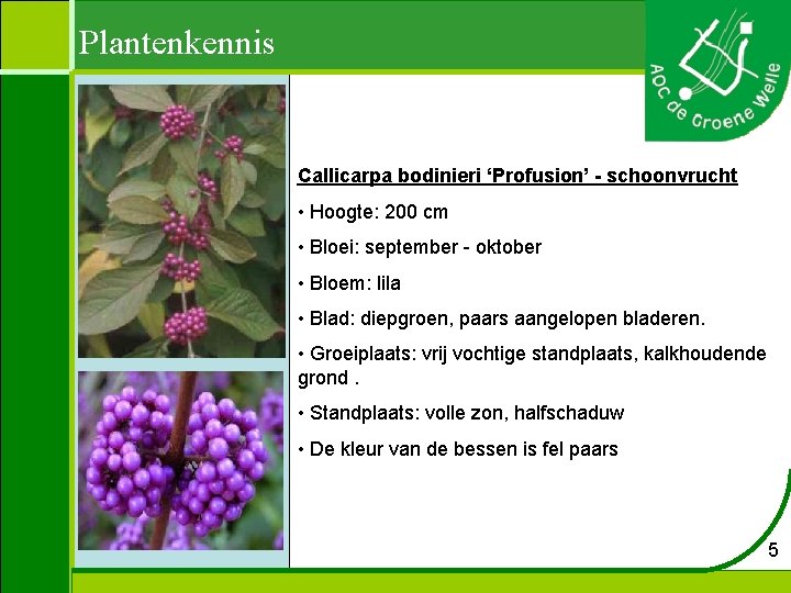 Plantenkennis Callicarpa bodinieri ‘Profusion’ - schoonvrucht • Hoogte: 200 cm • Bloei: september -