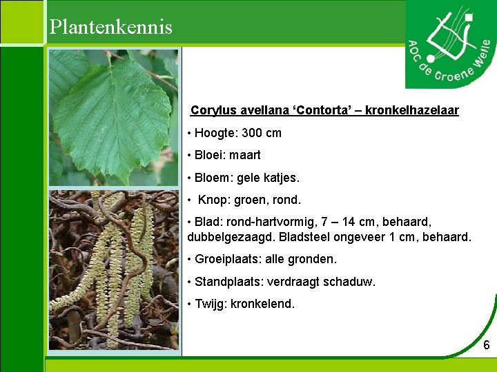 Plantenkennis Corylus avellana ‘Contorta’ – kronkelhazelaar • Hoogte: 300 cm • Bloei: maart •