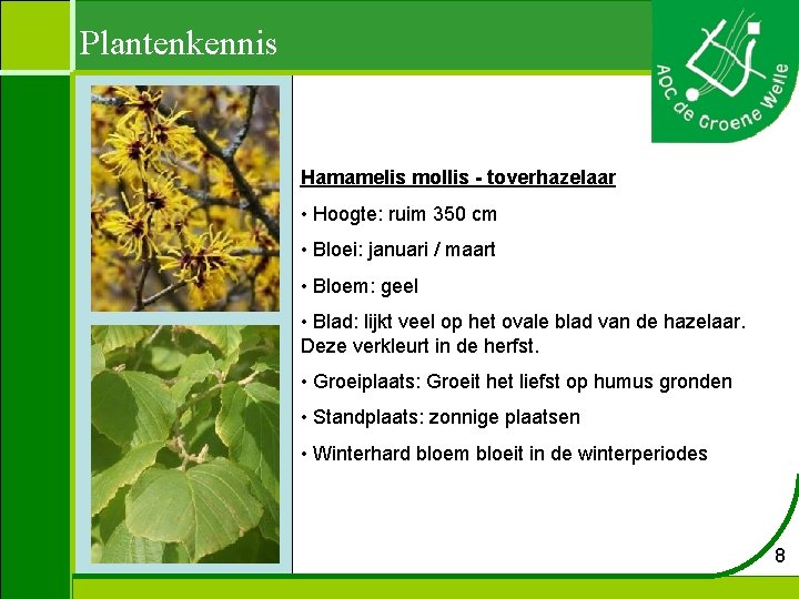 Plantenkennis Hamamelis mollis - toverhazelaar • Hoogte: ruim 350 cm • Bloei: januari /