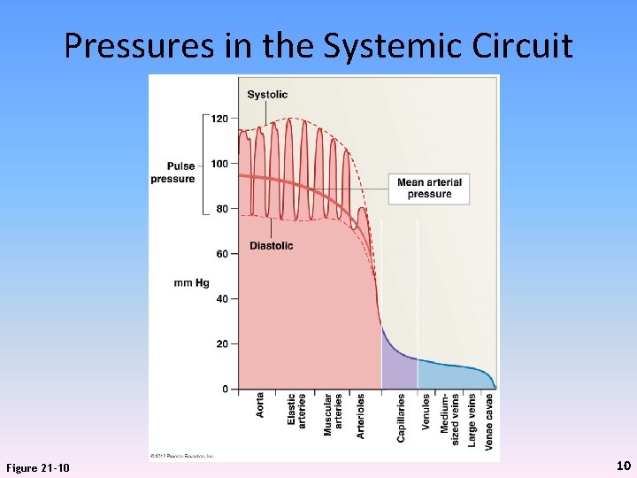 Pressures in the Systemic Circuit Figure 21 -10 10 