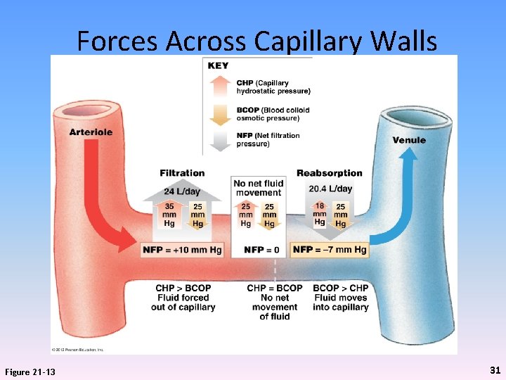 Forces Across Capillary Walls Figure 21 -13 31 