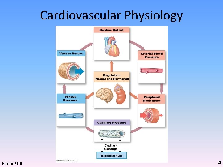 Cardiovascular Physiology Figure 21 -8 4 