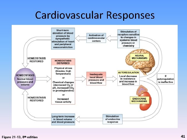 Cardiovascular Responses Figure 21 -13, 8 th edition 41 
