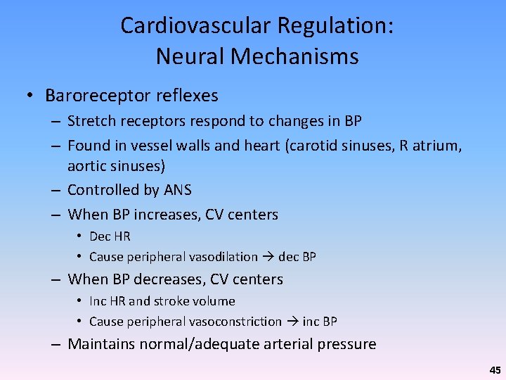 Cardiovascular Regulation: Neural Mechanisms • Baroreceptor reflexes – Stretch receptors respond to changes in