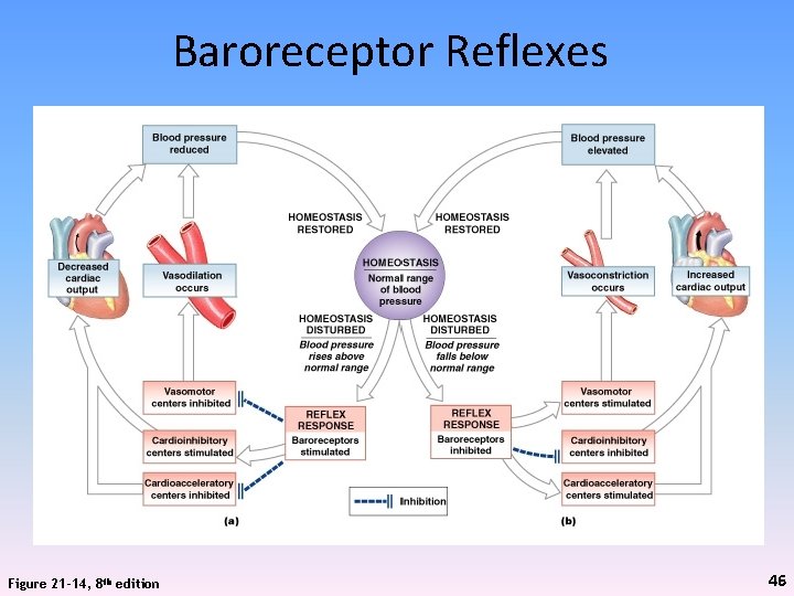 Baroreceptor Reflexes Figure 21 -14, 8 th edition 46 