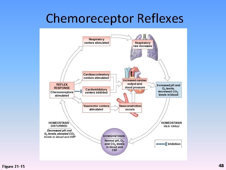 Chemoreceptor Reflexes Figure 21– 15 48 