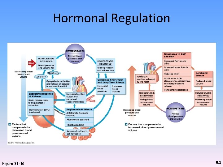 Hormonal Regulation Figure 21 -16 54 