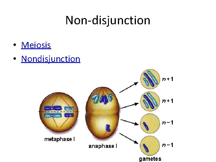 Non-disjunction • Meiosis • Nondisjunction 