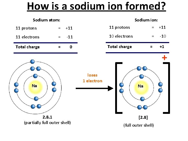 How is a sodium ion formed? Sodium atom: Sodium ion: 11 protons = +11