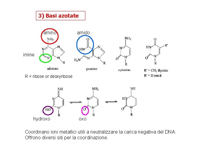 3) Basi azotate amino amido imine R = ribose or deoxyribose hydroxo Coordinano ioni
