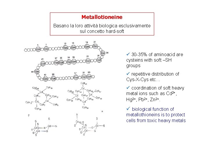 Metallotioneine Basano la loro attività biologica esclusivamente sul concetto hard-soft ü 30 -35% of