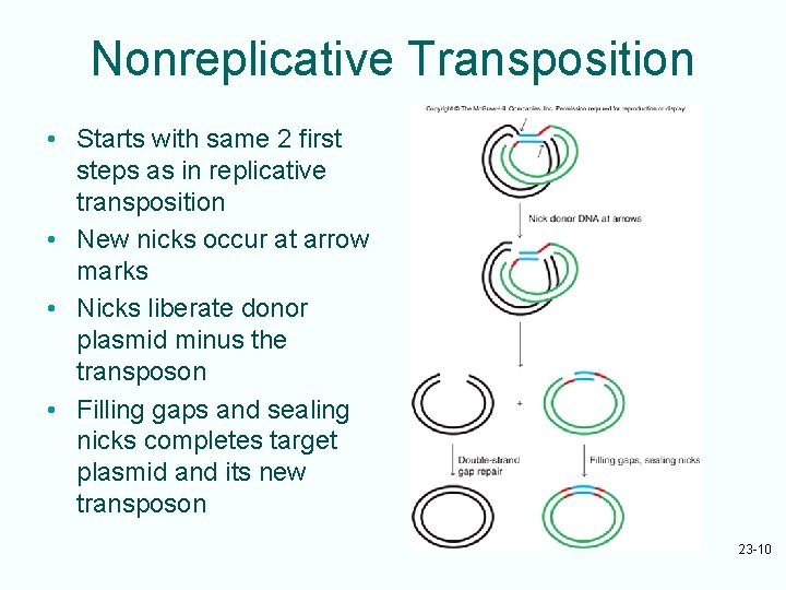 Nonreplicative Transposition • Starts with same 2 first steps as in replicative transposition •