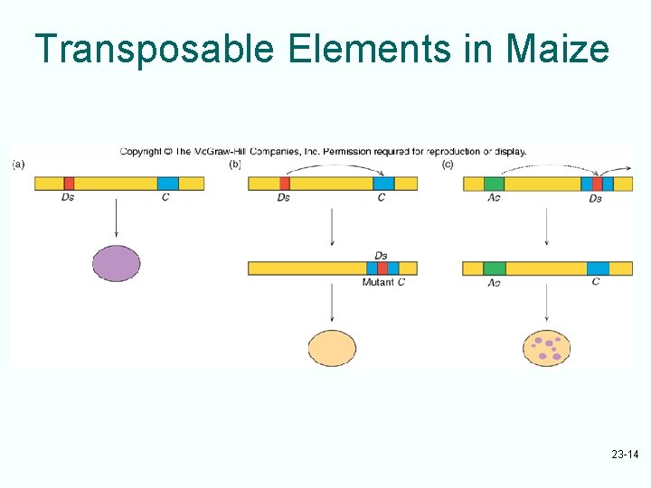 Transposable Elements in Maize 23 -14 