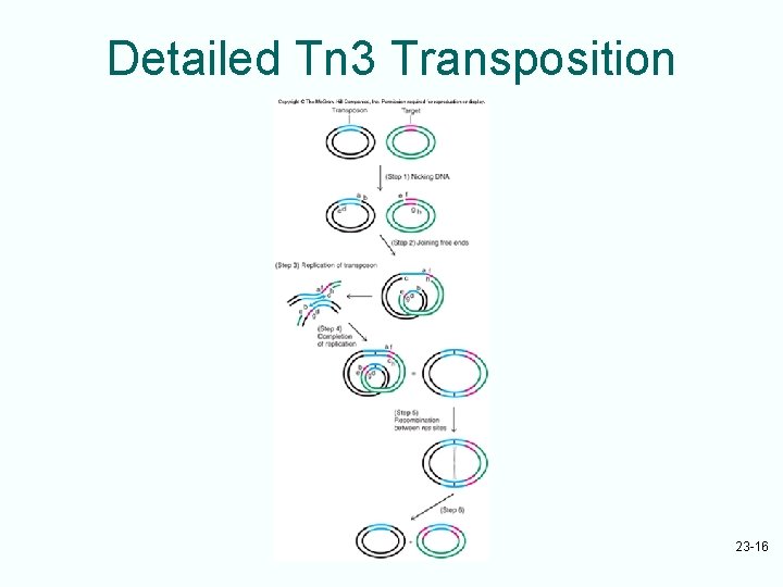 Detailed Tn 3 Transposition 23 -16 