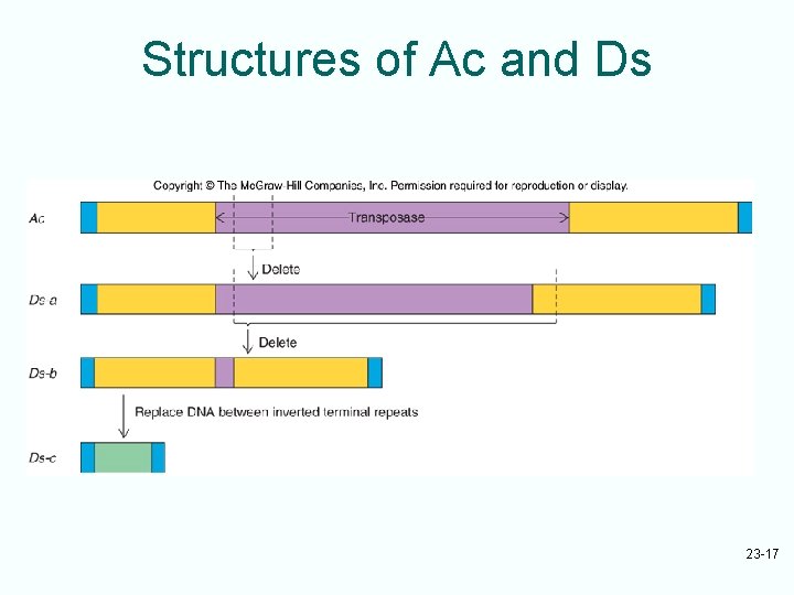 Structures of Ac and Ds 23 -17 