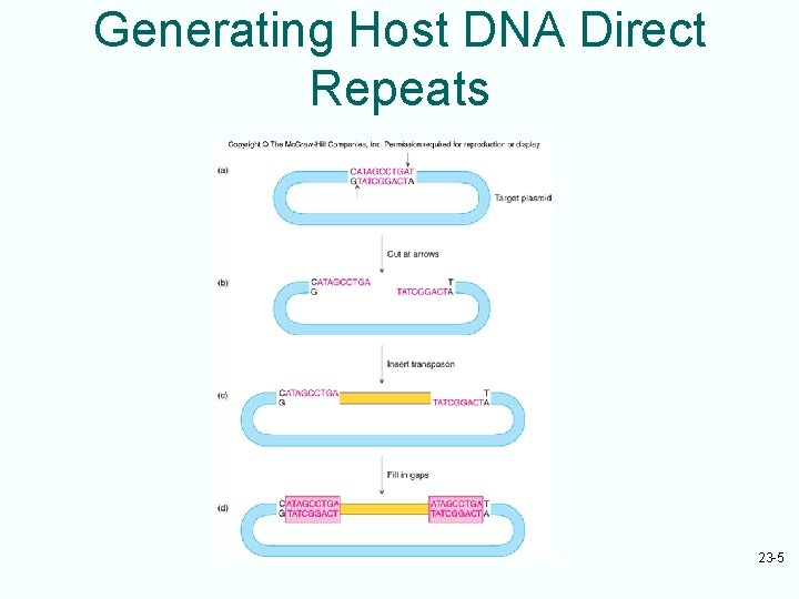 Generating Host DNA Direct Repeats 23 -5 