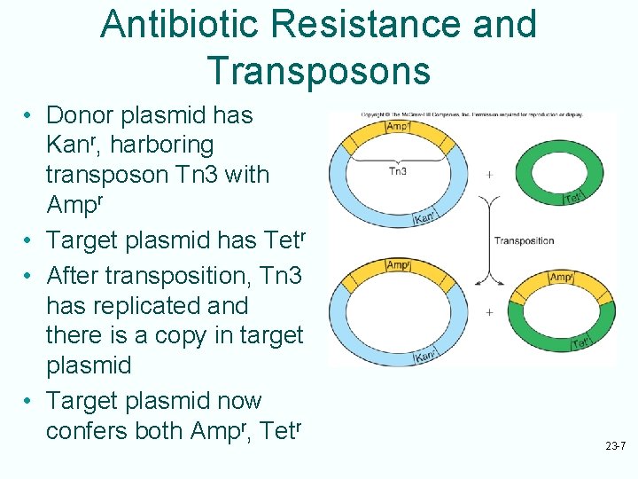 Antibiotic Resistance and Transposons • Donor plasmid has Kanr, harboring transposon Tn 3 with