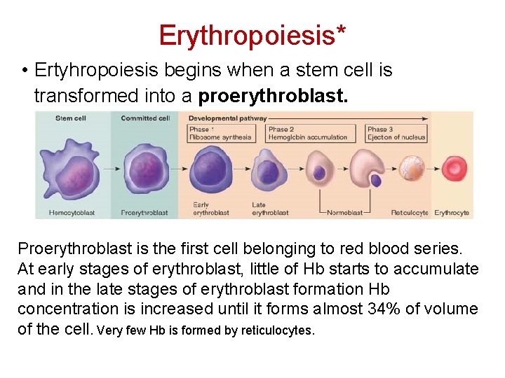 Erythropoiesis* • Ertyhropoiesis begins when a stem cell is transformed into a proerythroblast. Proerythroblast