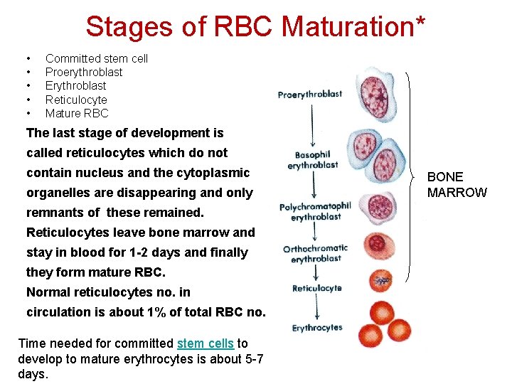 Stages of RBC Maturation* • • • Committed stem cell Proerythroblast Erythroblast Reticulocyte Mature