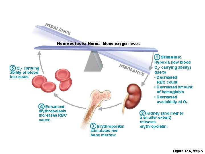 IMB AL AN CE Homeostasis: Normal blood oxygen levels 1 Stimulus: IMB 5 O