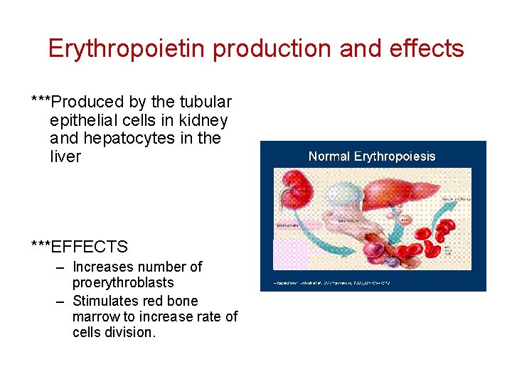 Erythropoietin production and effects ***Produced by the tubular epithelial cells in kidney and hepatocytes