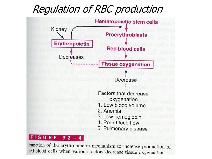 Regulation of RBC production 