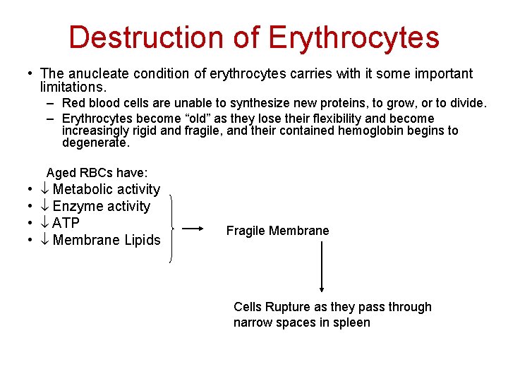 Destruction of Erythrocytes • The anucleate condition of erythrocytes carries with it some important