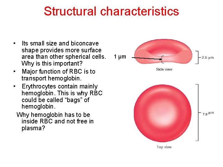 Structural characteristics • Its small size and biconcave shape provides more surface area than