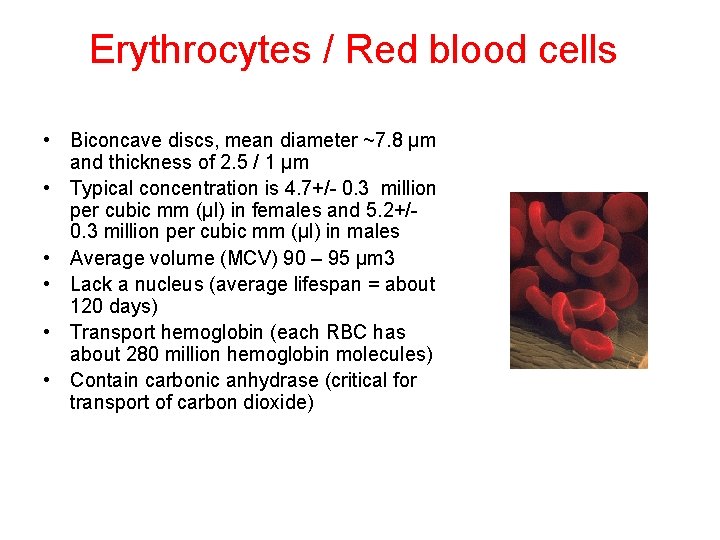 Erythrocytes / Red blood cells • Biconcave discs, mean diameter ~7. 8 µm and