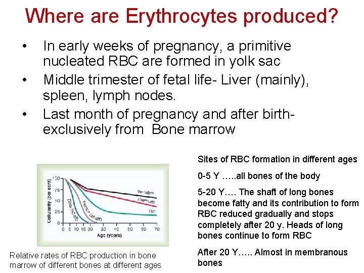 Where are Erythrocytes produced? • • • In early weeks of pregnancy, a primitive