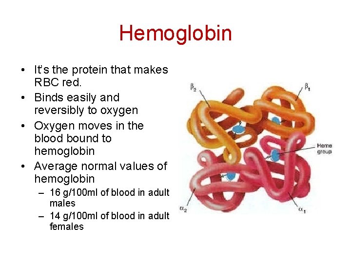 Hemoglobin • It’s the protein that makes RBC red. • Binds easily and reversibly