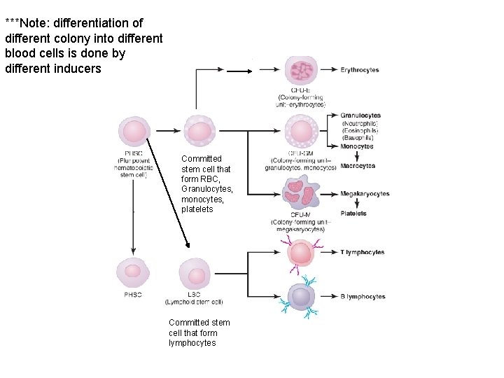 ***Note: differentiation of different colony into different blood cells is done by different inducers