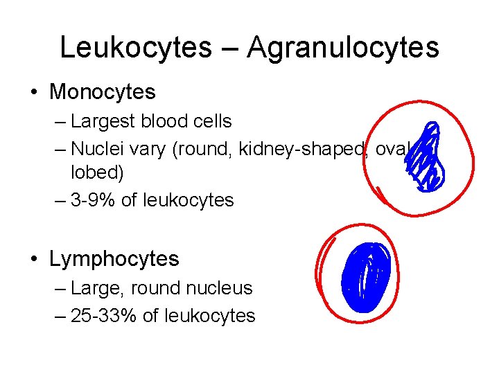 Leukocytes – Agranulocytes • Monocytes – Largest blood cells – Nuclei vary (round, kidney-shaped,