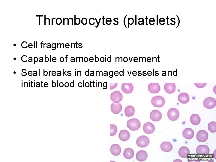 Thrombocytes (platelets) • Cell fragments • Capable of amoeboid movement • Seal breaks in