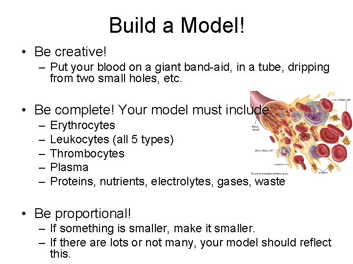 Build a Model! • Be creative! – Put your blood on a giant band-aid,